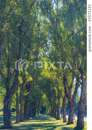 Autumn scenery of Maeda Forest Park 83073185