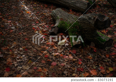 Fallen leaves and fallen trees Fallen leaves and fallen trees 83073191
