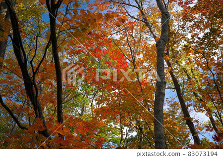 色彩斑斕的森林 色彩斑斕的森林 83073194