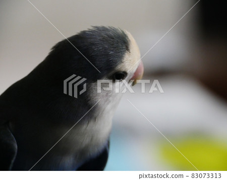 Love parrot 83073313