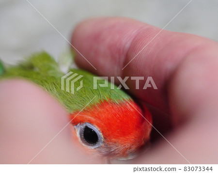 愛情鸚鵡 愛情鸚鵡 83073344