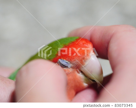 Love parrot 83073345