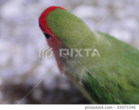 Love parrot 83073346