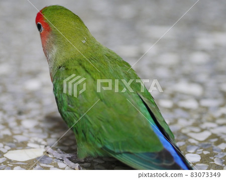 愛情鸚鵡 83073349