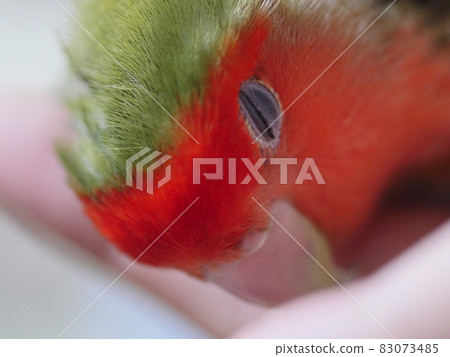 愛情鸚鵡 83073485