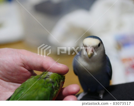 Love parrot 83073517