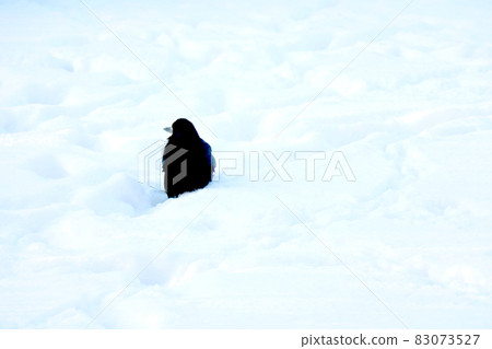 Black crow on the background of white snow in winter. Black crow on the background of white snow in winter. 83073527