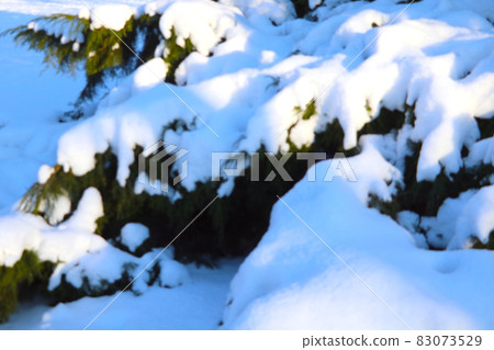 The branch was eaten under the snow on a sunny winter day. The branch was eaten under the snow on a sunny winter day. 83073529