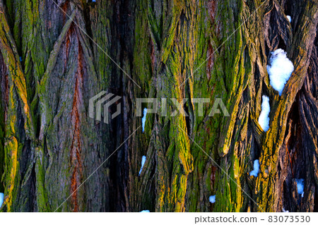 Close-up of the texture of the bark of the tree, background. Close-up of the texture of the bark of the tree, background. 83073530
