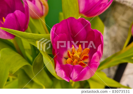 Close-up on a flowering tulip bud. Posy. Close-up on a flowering tulip bud. Posy. 83073531