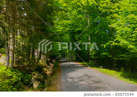 Picturesque forest road in the fresh air. Picturesque forest road in the fresh air. 83073544
