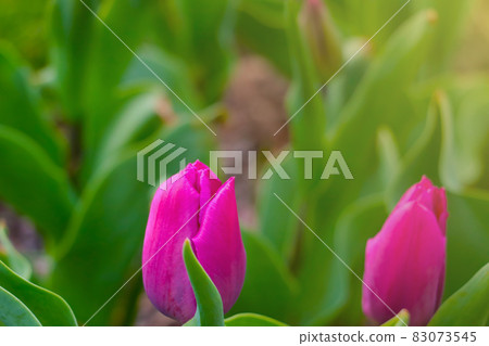 Flowering tulips in the park in spring or summer. Flowering tulips in the park in spring or summer. 83073545