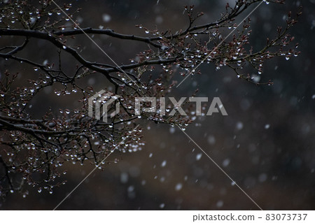 Cherry buds tightened by snow Cherry buds tightened by snow 83073737