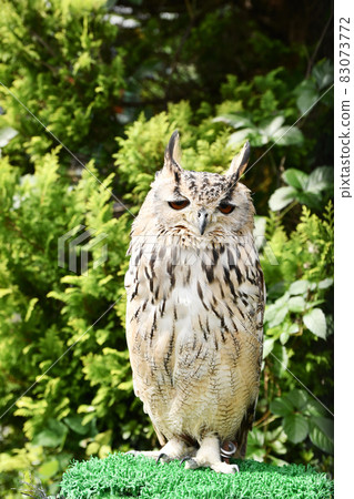 Bengal Eagleworm 83073772