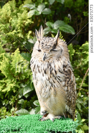 Bengal Eagleworm 83073773