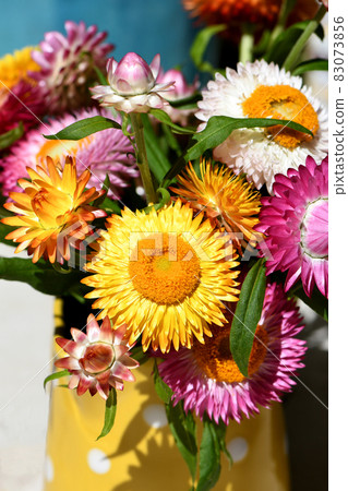 Vibrant colorful spring bouquet of Australian native Everlasting Daisies, Xerochrysum bracteatum, family Asteraceae. Endemic to all Australian states and territories. Also known as Paper daisies 83073856