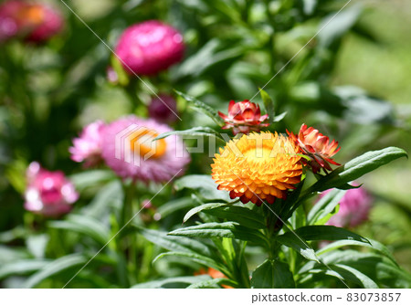 Australian spring garden with colorful native Everlasting Daisies, Xerochrysum bracteatum, family Asteraceae. Endemic to all Australian states and territories. Also known as Paper daisies. Australian spring garden with colorful native Everlasting Daisies, Xerochrysum bracteatum, family Asteraceae. Endemic to all Australian states and territories. Also known as Paper daisies. 83073857