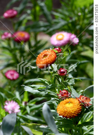 Australian spring garden with colorful native Everlasting Daisies, Xerochrysum bracteatum, family Asteraceae. Endemic to all Australian states and territories. Also known as Paper daisies. 83073858