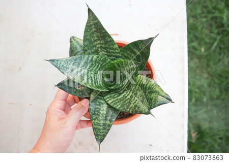 Sansevieria trifasciata Prain, Snake plant or Mother in laws tongue and Arrowhead Vine Sansevieria trifasciata Prain, Snake plant or Mother in laws tongue and Arrowhead Vine 83073863