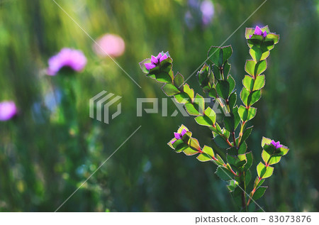 Australian spring nature background with deep pink flowers and backlit foliage of the Australian Native Rose, Boronia serrulata, family Rutaceae, growing in moist heath in Sydney, NSW Australian spring nature background with deep pink flowers and backlit foliage of the Australian Native Rose, Boronia serrulata, family Rutaceae, growing in moist heath in Sydney, NSW 83073876