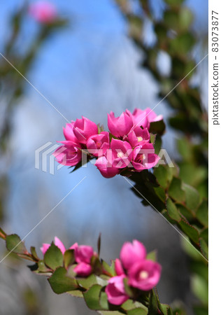 Deep pink flowers of the Australian Native Rose, Boronia serrulata, family Rutaceae, against blue sky. Growing in moist heath in Sydney, NSW. Spring flowering.  83073877