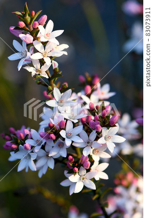 White flowers and pink buds of the Australian native Box Leaf Waxflower, Philotheca buxifolia, family Rutaceae, growing wild in heath in Sydney, NSW. Winter to spring flowering 83073911