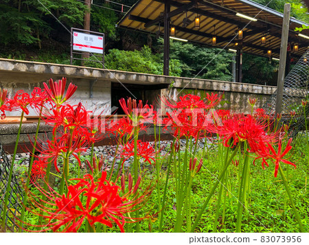 Cluster amaryllis station Cluster amaryllis station 83073956