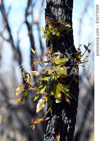 Epicormic sprouting on a Eucalyptus gum tree following a bushfire in NSW, Australia. A fire adaptive trait allowing regeneration. The blackened burnt bark has fallen from the tree revealing new growth Epicormic sprouting on a Eucalyptus gum tree following a bushfire in NSW, Australia. A fire adaptive trait allowing regeneration. The blackened burnt bark has fallen from the tree revealing new growth 83073989