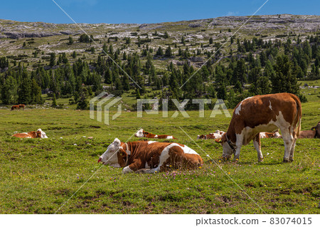 Dairy cattle Dairy cattle 83074015