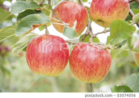 A bright red apple 83074056