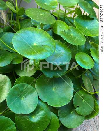 在東京板橋的民宅屋簷下種植的水蘑菇 83074075