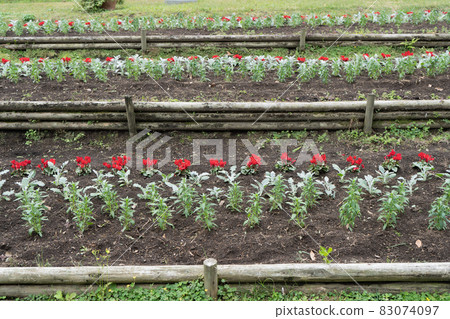 Cyclamen Cyclamen 83074097