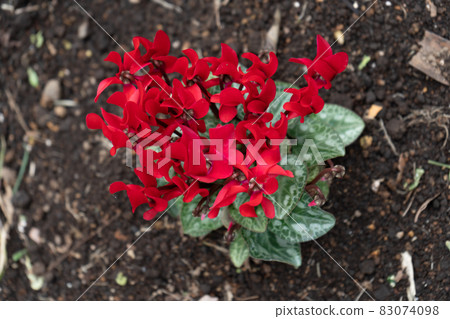 Cyclamen Cyclamen 83074098