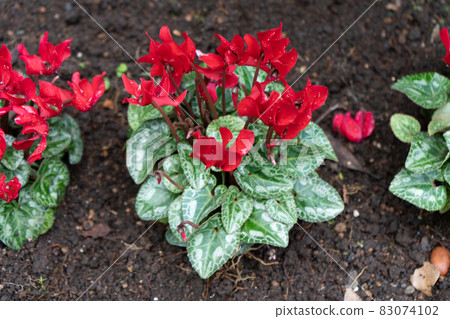 Cyclamen Cyclamen 83074102