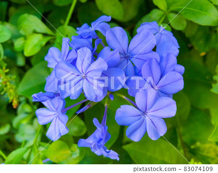 Plumbago auriculata blooming in a hedge in Bunkyo-ku, Tokyo Plumbago auriculata blooming in a hedge in Bunkyo-ku, Tokyo 83074109