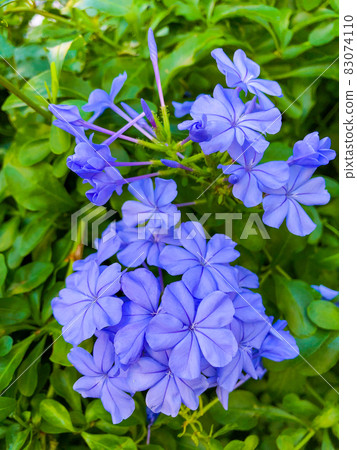 Plumbago auriculata blooming in a hedge in Bunkyo-ku, Tokyo Plumbago auriculata blooming in a hedge in Bunkyo-ku, Tokyo 83074110