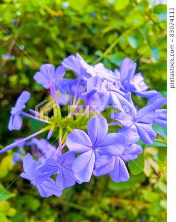在東京文京區的樹籬中盛開的白花 在東京文京區的樹籬中盛開的白花 83074111