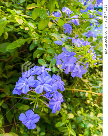 Plumbago auriculata blooming in a hedge in Bunkyo-ku, Tokyo 83074113