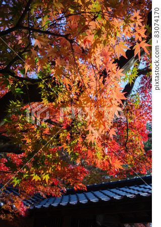 Tile roof and autumn leaves autumn image Tile roof and autumn leaves autumn image 83074170