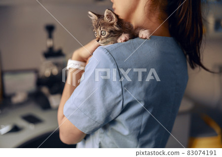 Veterinarian holds scared little kitten at appointment in modern clinic 83074191