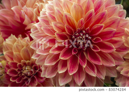 Dahlia 83074284
