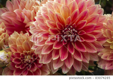 Dahlia 83074285