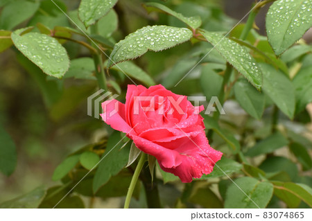 雨後秋紅玫瑰 雨後秋紅玫瑰 83074865