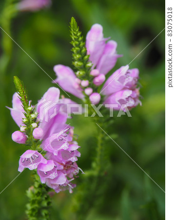 Hanatranoo blooming in a residential area of Itabashi, Tokyo 83075018