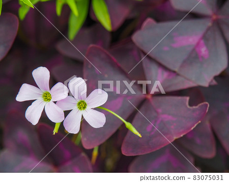 Oxalis blooming in a residential area of Itabashi, Tokyo Oxalis blooming in a residential area of Itabashi, Tokyo 83075031