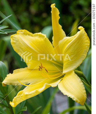 Day lily, Hemerocallis Day lily, Hemerocallis 83075197