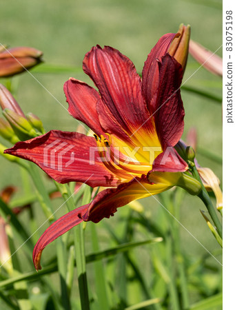 Day lily, Hemerocallis Day lily, Hemerocallis 83075198