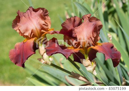 German iris, Iris barbata 83075199