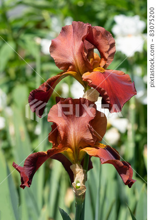 German iris, Iris barbata 83075200