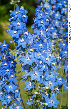 Candle larkspur, Delphinium elatum Candle larkspur, Delphinium elatum 83075204